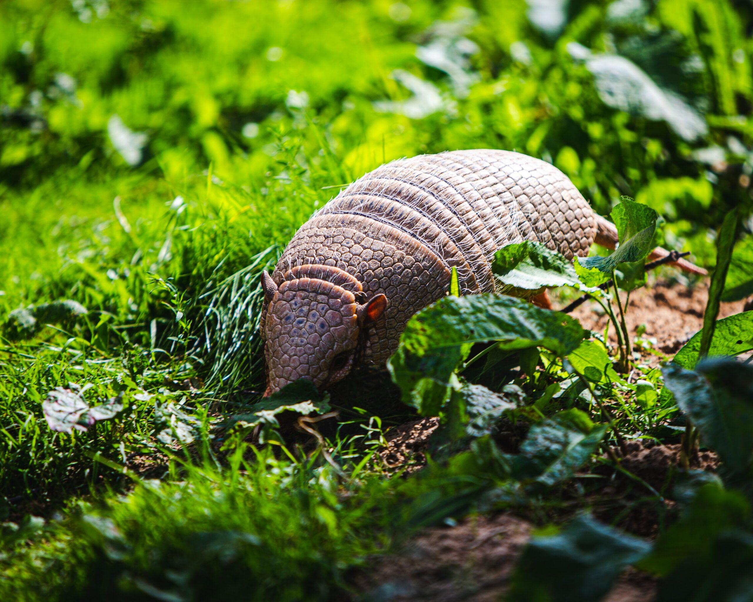 You are currently viewing How Far Do Armadillos Travel From Their Burrow?