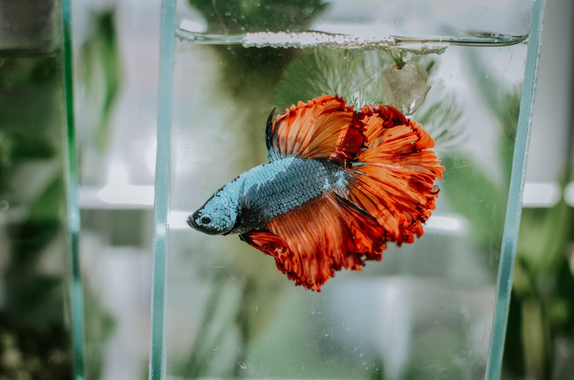 Read more about the article How To Travel With A Betta Fish?