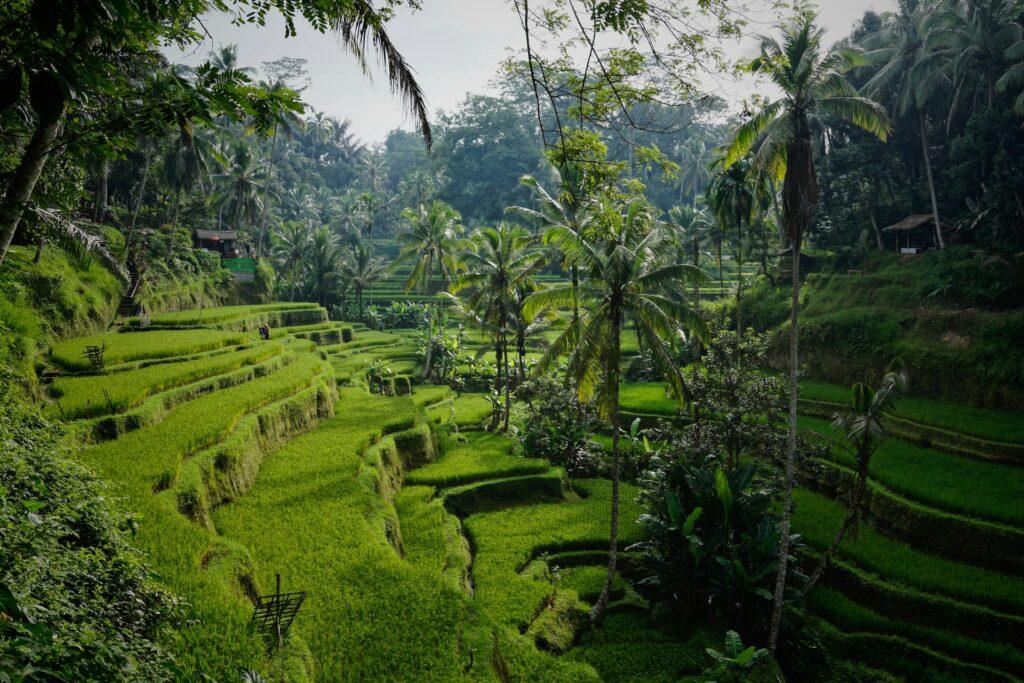 Typical scenery in Bali, Indonesia
